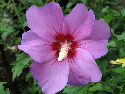 Hibiskus-Blüte