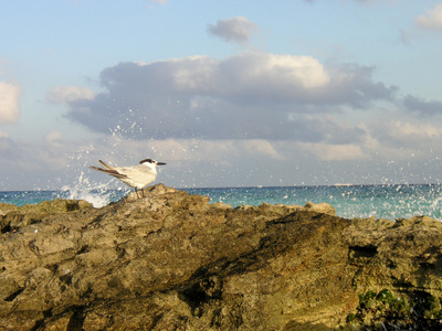 Möwe auf Stein