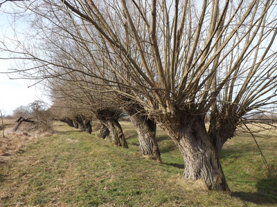 Kopfweiden im Frühling