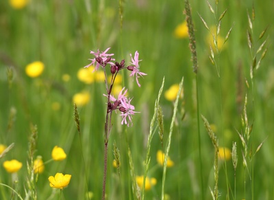 ein wiesenblümchen...kuckucks-lichtnelke...