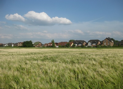 Gerstenfeld vor dem Dorf