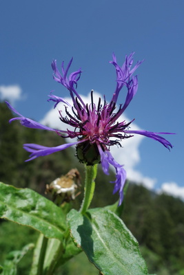 Berg-Flockenblume