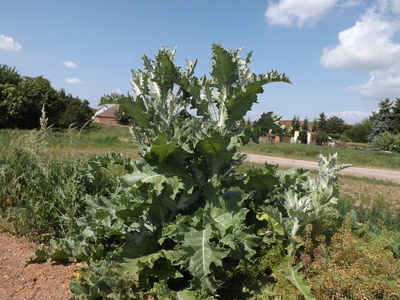 Eine Distel am Wegesrand