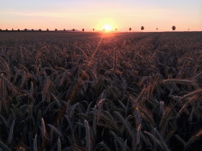 Sonne über dem Kornfeld