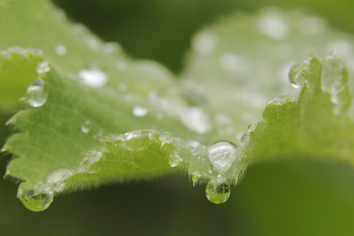 Nach dem Regen II