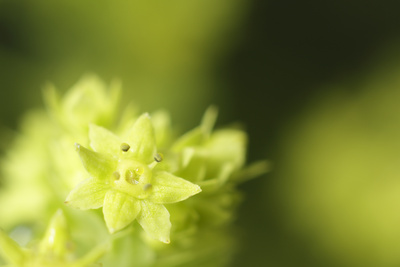 Gelbe Blüte II