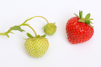 Erdbeeren - unreif und reif