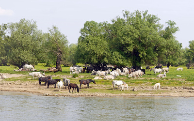 Blick in die Puszta , . . . .