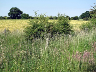 Blick übers Feld