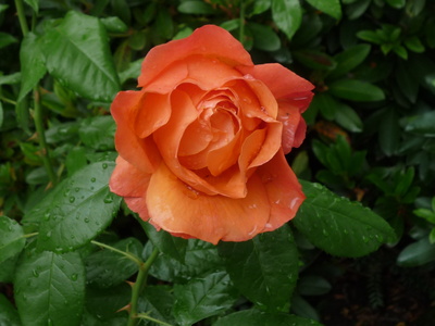 Eine  Rose