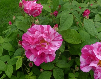 Rosa gallica "Versicolor"