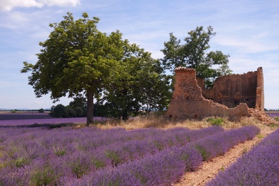 Ruine im Lavendelfeld