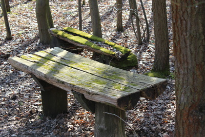 Tisch im Wald