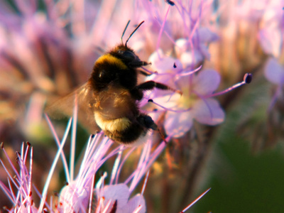 Hummel auf Blüte