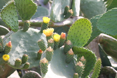 Kaktusblüte auf Malta