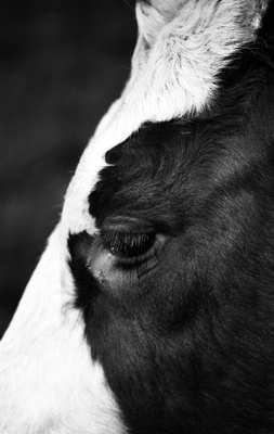 the cow´s eye