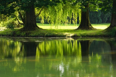 Bäume Wasser Grün - in der Ruhe liegt die Kraft