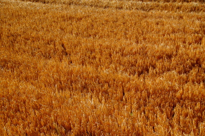 Getreidefeld im Hochsommer