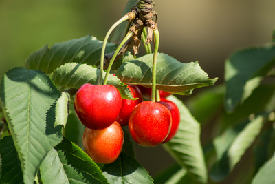 Rot und süß Rot und süß