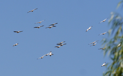 Pelikane im Segelflug