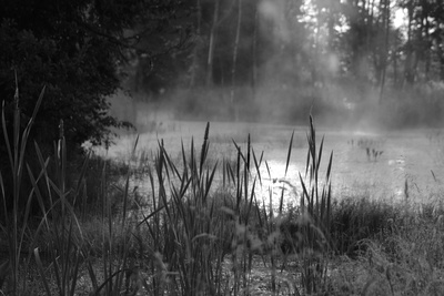 Morgenstimmung am Weiher