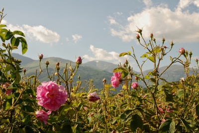 Rose of Bulgaria