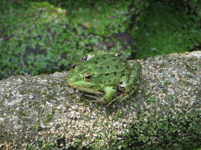 Frosch