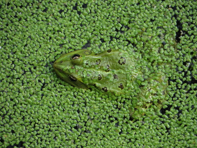 Frosch im Wasser