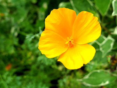 Kalifornischer Mohn