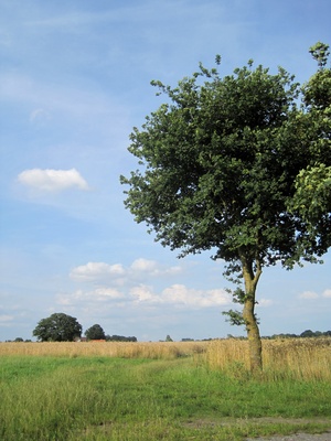 Ein Weg ins Kornfeld