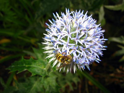 Distel mit Wespe