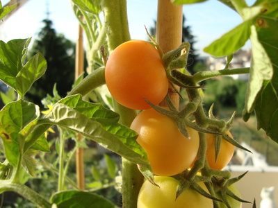 heranwachsende Tomate