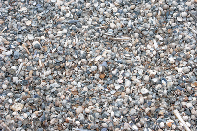 Muscheln Muscheln