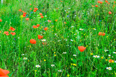 Farbenspiele der Natur