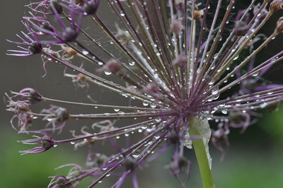 Alium im Regen