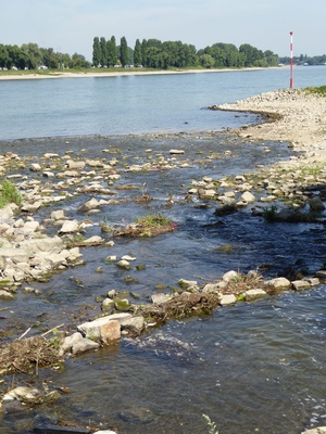 Mündung des Kittelbaches in den Rhein