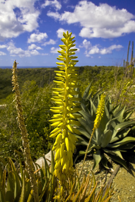 Blütenstand der Aloe Vera