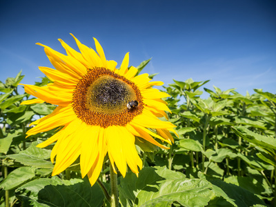 sunflowers