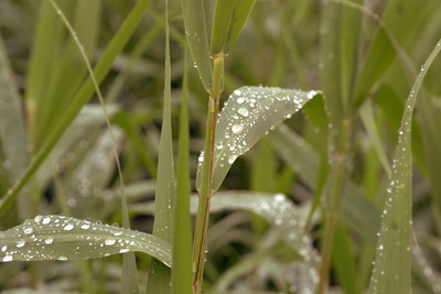 Sehnsucht nach Regen