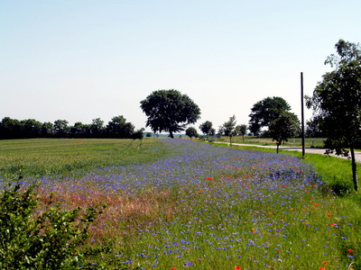 Kornblumenblau