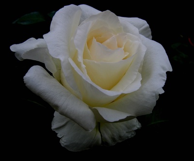 Eine weiße Rose