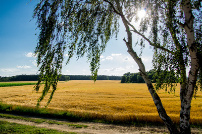 Blick über das Feld Blick über das Feld