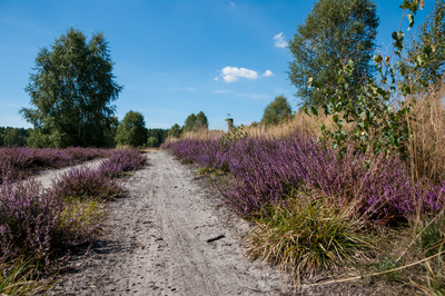 Heideblüte Heideblüte
