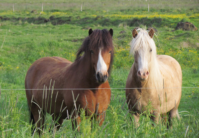 Zwei Pferde in Island