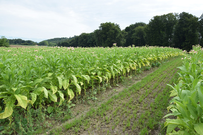 Tabak-Plantage