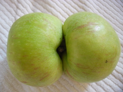 Siamesischer Apfel