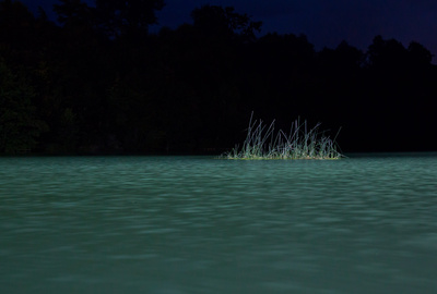 Schilf im Wöhrsee bei Nacht