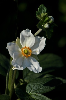 weiße anemone im gegenlicht