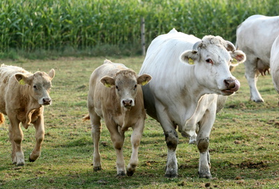 Rinder mit Nachwuchs
