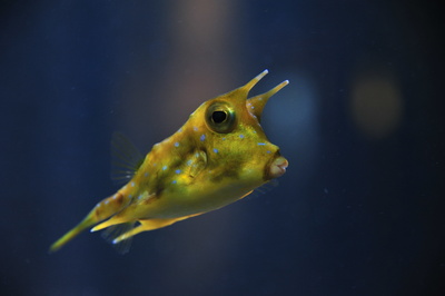 Kuhfisch Langhornkofferfisch (Lactoria cornuta)